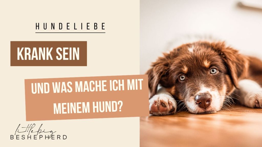Krank sein – und was mache ich mit meinem&nbsp;Hund?