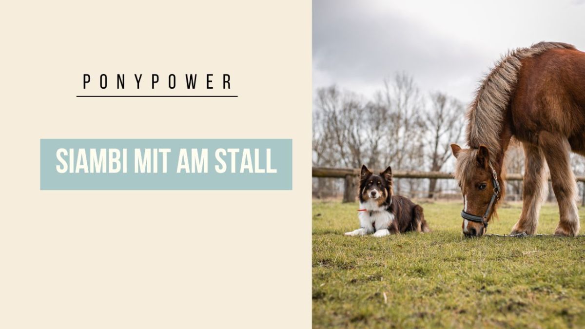 Simbi mit am&nbsp;Stall