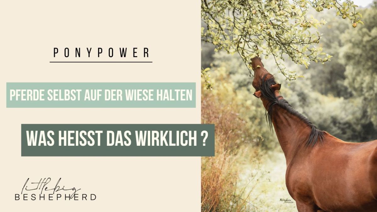 Pferde selbst auf der Wiese halten – Was heißt das&nbsp;wirklich?