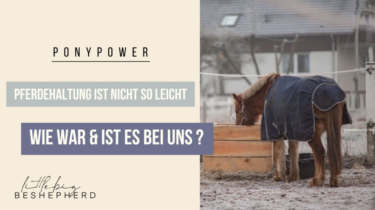 Pferdehaltung ist nicht immer so leicht – Wie war und ist es bei&nbsp;uns?